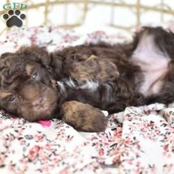 Isabella/Miniature Poodle									Puppy/Female														/6 Weeks,To contact the breeder about this puppy, click on the “View Breeder Info” tab above.