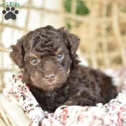 Isabella/Miniature Poodle									Puppy/Female														/6 Weeks,To contact the breeder about this puppy, click on the “View Breeder Info” tab above.