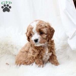 Laurel/Cavapoo									Puppy/Female														/December 19th, 2024,Meet Laurel! This endearing Cavapoo puppy is vet checked & up to date on shots & wormer, plus comes with a health guarantee provided by the breeder! Laurel is well socialized & currently being family raised with children! If you would like more information on this cuddly pup, please contact Angel High today!