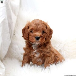 Lucas/Cavapoo									Puppy/Male																/December 19th, 2024,Meet Lucas! This endearing Cavapoo puppy is vet checked & up to date on shots & wormer, plus comes with a health guarantee provided by the breeder! Lucas is well socialized & currently being family raised with children! If you would like more information on this cuddly pup, please contact Angel High today!