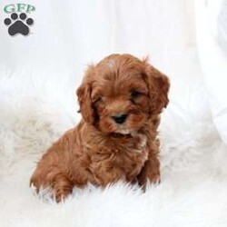 Lucas/Cavapoo									Puppy/Male																/December 19th, 2024,Meet Lucas! This endearing Cavapoo puppy is vet checked & up to date on shots & wormer, plus comes with a health guarantee provided by the breeder! Lucas is well socialized & currently being family raised with children! If you would like more information on this cuddly pup, please contact Angel High today!