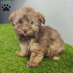 Grant/Havanese									Puppy/Male																/12 Weeks,Nice to meet you! I’m Grant a very adorable Chocolate Havanese puppy! These charming little ones are ready to bring joy and love into your home. Grant has been vet checked, microchipped and I am up to date on vaccinations and dewormings and will come with a vet check and one year genetic health guarantee. Call or text anytime to make me the newest addition to your family and get ready to spend a lifetime of tail wagging fun!