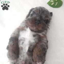 Ace/Cockapoo									Puppy/Male																/4 Weeks,Hi, im a Cockapoo puppy. I am looking forward to meeting you! I am up to date with my immunizations, my wormer medication, socialized. I am also vet-checked to make sure I am healthy. I come with a 30 day health guarantee. For more information call or text Linda 