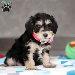 Alice/Mini Schnoodle									Puppy/Female														/8 Weeks,Meet Alice! She is the cutest little Schnoodle puppy, a delightful blend of a Schnauzer and Poodle, inheriting the best traits from both breeds. With her intelligent eyes, and playful personality, Alice is the perfect combination of charm and energy. She’s affectionate, highly trainable, and full of love, making her an ideal companion for any family. Whether she’s snuggling up for cuddles or bouncing around with excitement, she brings endless joy and warmth to our home. We couldn’t have asked for a more perfect puppy!