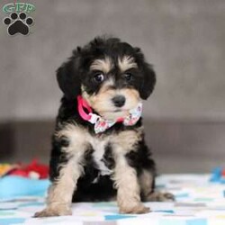 Alice/Mini Schnoodle									Puppy/Female														/8 Weeks,Meet Alice! She is the cutest little Schnoodle puppy, a delightful blend of a Schnauzer and Poodle, inheriting the best traits from both breeds. With her intelligent eyes, and playful personality, Alice is the perfect combination of charm and energy. She’s affectionate, highly trainable, and full of love, making her an ideal companion for any family. Whether she’s snuggling up for cuddles or bouncing around with excitement, she brings endless joy and warmth to our home. We couldn’t have asked for a more perfect puppy!