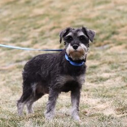 Alice/Mini Schnoodle									Puppy/Female														/8 Weeks,Meet Alice! She is the cutest little Schnoodle puppy, a delightful blend of a Schnauzer and Poodle, inheriting the best traits from both breeds. With her intelligent eyes, and playful personality, Alice is the perfect combination of charm and energy. She’s affectionate, highly trainable, and full of love, making her an ideal companion for any family. Whether she’s snuggling up for cuddles or bouncing around with excitement, she brings endless joy and warmth to our home. We couldn’t have asked for a more perfect puppy!