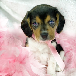 Zany/Beagle/Female/7 weeks