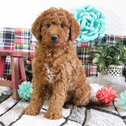 Adopt a dog:Romero/Goldendoodle/Male/8 weeks,Hi there! It's so nice to meet you! I've been waiting a long time for a wonderful family like yours. Will you bring me home? I sure hope so! We can cuddle, play fetch, and explore new things together. I don't mind bugs and mud pies are my favorite! I love to learn and can't wait for you to teach me tricks! My vet says I'm super healthy and I'm up to date on my vaccinations. I hope to see you soon! Lots of puppy kisses coming your way!