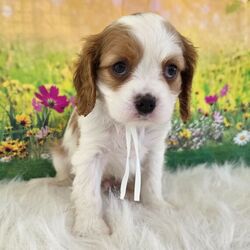 Adopt a dog:Derek/Cavalier King Charles Spaniel/Male/6 weeks,My name is Derek and it sure is a pleasure to meet you. I am spending time getting ready to go home to my fur-ever family.  I am getting tons of playtime and exercise. I sure hope you like to play! I have also been to the vet and they checked me from head to tail I’m up to date on my vaccinations to make sure that I am a happy and healthy puppy. I hope that you call soon to bring me home because I have already started packing my bags! I am excited to meet my new family!