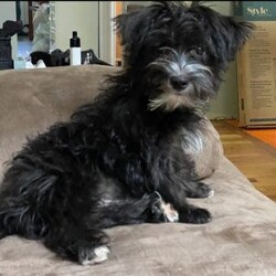 Bear/Morkie / Yorktese									Puppy/Male																/8 Weeks,A Morkie puppy is an adorable hybrid breed, resulting from the cross between a Maltese and a Yorkshire Terrier. Here’s a description to capture the essence of this delightful puppy: **Appearance:** Morkie puppies typically have a soft, fluffy coat that can range from silky to slightly wavy. They often inherit the stunning colors of both parent breeds, which can include shades of black, tan, white, and brown. Their small, expressive eyes and floppy ears add to their charm, making them irresistibly cute. **Size:** These puppies are small in size, usually weighing between 4 to 10 pounds when fully grown, making them perfect for apartment living or homes with limited space. **Temperament:** Morkies are known for their lively and affectionate nature. They are playful, friendly, and love to engage with their families. Morkie puppies are also quite intelligent and eager to please, which makes them relatively easy to train. Their sociable demeanor means they often get along well with children and other pets. **Energy Level:** These little pups have a moderate energy level. They enjoy playtime and short walks but also appreciate some cozy cuddle time with their owners. **Grooming:** Due to their long, beautiful coats, Morkies require regular grooming to prevent matting and tangles. A routine of brushing and occasional visits to a groomer will keep them looking their best. Overall, a Morkie puppy is a delightful companion, bringing joy and love to any home! Are you ready to welcome a bundle of joy into your home? Meet our charming Morkie puppy, a delightful mix of Maltese and Yorkshire Terrier! This little furball is full of energy, love, and personality.