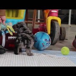 Reese/Yorkie Poo									Puppy/Female														/7 Weeks,Meet Reese, an adorable little girl with an irresistible personality and a look that will melt your heart! This charming Yorkiepoo puppy is the perfect blend of Yorkshire Terrier and Poodle traits, combining the best of both worlds. With her soft, curly coat and bright, loving eyes, she is as sweet as she is beautiful. Raised with love and care, she’s growing into a friendly, confident pup who’s ready to be the perfect companion. Whether she’s playing, exploring, or curling up for snuggles, she thrives in the company of those who adore her. Once you meet her, you’ll be completely smitten—she’ll have you wrapped around her little paw in no time!