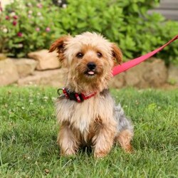 Reese/Yorkie Poo									Puppy/Female														/7 Weeks,Meet Reese, an adorable little girl with an irresistible personality and a look that will melt your heart! This charming Yorkiepoo puppy is the perfect blend of Yorkshire Terrier and Poodle traits, combining the best of both worlds. With her soft, curly coat and bright, loving eyes, she is as sweet as she is beautiful. Raised with love and care, she’s growing into a friendly, confident pup who’s ready to be the perfect companion. Whether she’s playing, exploring, or curling up for snuggles, she thrives in the company of those who adore her. Once you meet her, you’ll be completely smitten—she’ll have you wrapped around her little paw in no time!