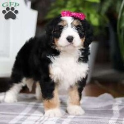 Taylor/Mini Bernedoodle									Puppy/Female														/9 Weeks,Meet Taylor! This incredibly cute and fluffy Bernedoodle is ready to steal hearts everywhere. With a personality as bright as her sparkling eyes, she is sure to become your new best friend in no time. Bernedoodles are known for their affectionate nature, trainability, and playful spirit. Whether she’s enjoying a game of fetch in the yard or curling up for a cozy nap, she is always up for fun and companionship.
