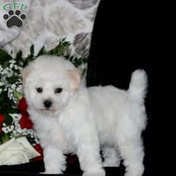 Buddy/Bichon Frise									Puppy/Male																/December 21st, 2024,Say hello to Buddy, a sweet and adorable Bichon Frise puppy! This beautiful pup is vet checked and up to date on shots and wormer. Buddy can be registered with the AKC and comes with a health guarantee provided by the breeder. To find out more about this well socialized fellow, please contact Steven & Ruth today!