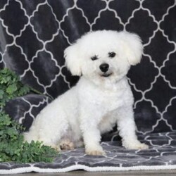 Buddy/Bichon Frise									Puppy/Male																/December 21st, 2024,Say hello to Buddy, a sweet and adorable Bichon Frise puppy! This beautiful pup is vet checked and up to date on shots and wormer. Buddy can be registered with the AKC and comes with a health guarantee provided by the breeder. To find out more about this well socialized fellow, please contact Steven & Ruth today!