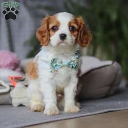 Rome/Cavalier King Charles Spaniel									Puppy/Male																/8 Weeks,Meet Rome! This adorable AKC Cavalier King Charles Spaniel exudes love, charm, and an irresistible personality. With his beautiful coat, sparkling eyes, and gentle nature, Rome perfectly blends elegance with affection. Whether he’s snuggling in your lap, trailing after you around the house, or playing with his toys, he’s guaranteed to bring joy to your home!