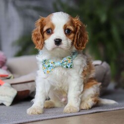Rome/Cavalier King Charles Spaniel									Puppy/Male																/8 Weeks,Meet Rome! This adorable AKC Cavalier King Charles Spaniel exudes love, charm, and an irresistible personality. With his beautiful coat, sparkling eyes, and gentle nature, Rome perfectly blends elegance with affection. Whether he’s snuggling in your lap, trailing after you around the house, or playing with his toys, he’s guaranteed to bring joy to your home!