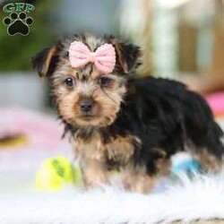 Ariel/Yorkie									Puppy/Female														/9 Weeks,Meet Ariel , the cutest ACA-registered Yorkshire Terrier you’ll ever meet! This tiny girl is full of personality, charm, and spunk. With her silky coat, bright eyes, and confident strut, she is always ready to steal the spotlight. She loves playtime, cuddles, and following her favorite humans everywhere they go. Yorkies are known for their loyalty and affectionate nature, making her the perfect little companion for a loving home. Get ready for endless kisses and tail wags with this adorable sweetheart!