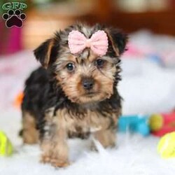Ariel/Yorkie									Puppy/Female														/9 Weeks,Meet Ariel , the cutest ACA-registered Yorkshire Terrier you’ll ever meet! This tiny girl is full of personality, charm, and spunk. With her silky coat, bright eyes, and confident strut, she is always ready to steal the spotlight. She loves playtime, cuddles, and following her favorite humans everywhere they go. Yorkies are known for their loyalty and affectionate nature, making her the perfect little companion for a loving home. Get ready for endless kisses and tail wags with this adorable sweetheart!