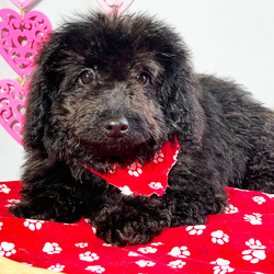 Adopt a dog:Dan/Bernedoodle/Male/17 weeks,Are you looking for the best puppy ever? Well, you found me! My name is Dan and I am the best! How do I know? Well, just look at me. Aren't I adorable? Also, I come up to date on my vaccinations and vet checked from head to tail, so not only am I cute, but healthy too! I promise to be on my best behavior when I'm with my new family. I'm just a bundle of joy to have around. So, hurry and pick me to show off what an excellent puppy you have!