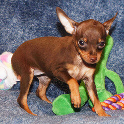 Tiffany/Miniature Pinscher/Female/9 weeks Adopt a dog:Tiffany/Miniature Pinscher/Female/9 weeks,Hi there everyone! I am a little baby that loves kisses and snuggles! I love to sit by the fire with you or romp around outside in the yard. I love playing with my favorite toys and would be glad to share them with you. Believe me when I say that I am the best puppy you will ever meet! I know I will love my forever family and I cannot wait to meet them. I am so ready to come home! Pick me!