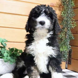 Adopt a dog:Fate/Bernedoodle/Female/11 weeks,Hi, my name is Fate, and I am the companion you have been looking for! I am the true definition of a man's best friend. I will arrive at my new home up to date on my vaccinations and vet checked from head to tail. We can play fetch or go for a walk; it does not matter as long as I'm with you. Pick me, you will not regret it! Call about me today before it is too late!