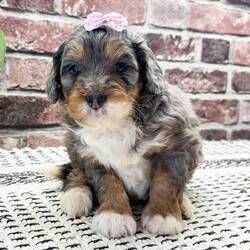 Bambi/Bernedoodle/Female/5 weeks