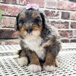 Adopt a dog:Bambi/Bernedoodle/Female/5 weeks,Hi! My name is Bambi, and I promise to be the meaning of love. Someone who makes you feel good about living, who brings out the you that you like best. Someone to share joy, laughter, and even someone to comfort you when times are tough. Someone to love you more than anything else in this world. A companion who accepts you for the person that you are without judgment. This is what I will be for you; the beautiful and very real, meaning of love!