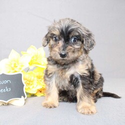 Davon/Golden Cavadoodle									Puppy/Male																/11 Weeks,We are excited to introduce our new breed the Mini Cavagoldendoodle! With the perfect blend of trainability, hypoallergenic coat, color, personality, and calm nature we have the best of the Cavapoo with the best of the Goldendoodle! 