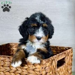 Bailey/Bernedoodle									Puppy/Female														/10 Weeks,Bailey is a mellow sweetheart who loves our kids.  She is social, friendly and such a good girl!  We expect her to be 50-70 pounds as an adult.  She has a gorgeous coat which we expect to be non-shedding and has gorgeous tri-color markings.  Schedule a Facetime or Zoom call to meet her virtually today!