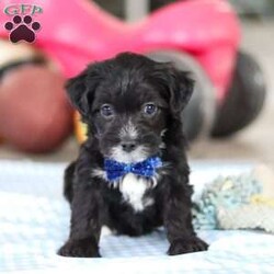 Asher/Yorkie Poo									Puppy/Male																/8 Weeks,Meet Asher, an absolutely adorable little Yorkiepoo with a personality that’s simply impossible to resist! With his perfect mix of Yorkshire Terrier and Poodle traits, he embodies the best of both breeds. His soft, curly coat and those sparkling, affectionate eyes make him as beautiful as he is sweet. Raised with love and attention, he is becoming a friendly and confident pup, eager to be your loyal companion. Whether he’s playing, exploring, or snuggling up for some cozy time, he’s happiest when surrounded by those who adore him. Once you meet him, you’ll be completely charmed—he’ll have you wrapped around his tiny paw in no time!