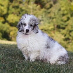 Jordan/Yorkie Poo									Puppy/Male																/8 Weeks,Meet Jordan, the most charming little Yorkiepoo boy you’ll ever meet! This sweetheart is a perfect blend of Yorkshire Terrier and Poodle, combining intelligence, affection, and an irresistibly playful spirit. His soft, wavy coat is as luxurious as it is cuddly, and his bright, expressive eyes twinkle with curiosity and mischief. He has a confident strut that turns heads wherever he goes, and his tail wags with excitement at every new adventure. Whether he’s bouncing around during playtime, curling up in your lap for snuggles, or loyally following you from room to room, he’s guaranteed to fill your days with love, laughter, and endless puppy kisses. This little boy is ready to steal your heart—one paw at a time!