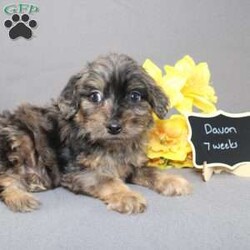 Davon/Golden Cavadoodle									Puppy/Male																/11 Weeks,We are excited to introduce our new breed the Mini Cavagoldendoodle! With the perfect blend of trainability, hypoallergenic coat, color, personality, and calm nature we have the best of the Cavapoo with the best of the Goldendoodle! 