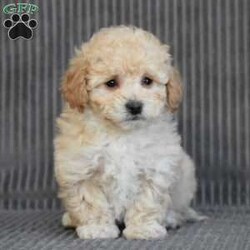 Chief/Bich-Poo									Puppy/Male																/8 Weeks,To contact the breeder about this puppy, click on the “View Breeder Info” tab above.
