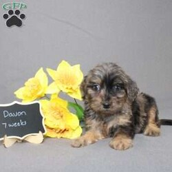 Davon/Golden Cavadoodle									Puppy/Male																/11 Weeks,We are excited to introduce our new breed the Mini Cavagoldendoodle! With the perfect blend of trainability, hypoallergenic coat, color, personality, and calm nature we have the best of the Cavapoo with the best of the Goldendoodle! 
