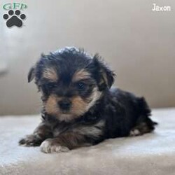 Jaxon/Morkie / Yorktese									Puppy/Male																/10 Weeks,Meet Jaxon, an adorable Morkie puppy with a sweet personality and a heart full of love! Jaxon is looking for a caring and devoted family to give him the forever home he deserves. He has been family-raised in a warm and nurturing environment, receiving plenty of attention and playtime. As a result, he is well-socialized, friendly, and ready to bring joy and companionship into your life.