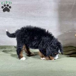 Bailey/Bernedoodle									Puppy/Female														/10 Weeks,Bailey is a mellow sweetheart who loves our kids.  She is social, friendly and such a good girl!  We expect her to be 50-70 pounds as an adult.  She has a gorgeous coat which we expect to be non-shedding and has gorgeous tri-color markings.  Schedule a Facetime or Zoom call to meet her virtually today!