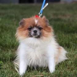 Brooks/Pomeranian									Puppy/Female														/7 Weeks,Meet Brooks, the sweetest little Pomeranian with a heart as big as her fluffy coat! This darling girl is full of personality, always prancing around with confidence and charm. Her luxuriously thick fur, soft as a cloud, makes her irresistible to cuddle, and her expressive eyes sparkle with curiosity and joy. This little girl is playful, loving, and always ready for an adventure, whether it’s chasing after her favorite toy or curling up in your lap for some well-deserved snuggles. With her affectionate nature and lively spirit, this pup is sure to bring endless happiness to her forever family!