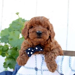 Copper/Cavapoo									Puppy/Male																/January 2nd, 2025,Say hello to Copper, an F1B Cavapoo puppy! This bubbly boy is family-raised with children and well-socialized. He is already vet-checked and up to date on shots & wormer, plus the breeder provides a 30-day health guarantee. To learn more about Copper and how to make him yours, please call the breeders today!