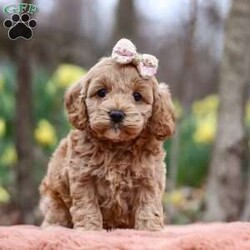 Daisy/Cockapoo									Puppy/Female														/5 Weeks,Meet Daisy, the most adorable Cockapoo puppy! She’s the perfect combination of sweet affection and lively energy. The Poodle in this girl makes her highly trainable and eager to please, always ready to learn new tricks that showcases her intelligence. Meanwhile, her Cocker Spaniel side brings a sweet, affectionate nature, making her a loving companion who thrives on human connection. Her soft, hypoallergenic  coat sheds very minimally, making her the perfect choice for those prone to allergies. Whether she’s prancing proudly by your side on a walk, playing a game, or snuggling up for a quiet moment, she will fill your days with joy!