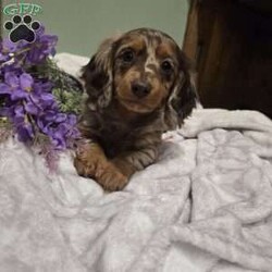 Layla/Dachshund									Puppy/Female														/January 26th, 2025,Layla is a sweet natured Dachshund puppy who can be registered with the AKC. This cutie is socialized and comes home with a 30 day health guarantee. Layla has been seen by a vet and is up to date on shots and de-wormer. She is ready to meet you, so call the Beiler family today to schedule your visit!