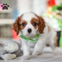 Leo/Cavalier King Charles Spaniel									Puppy/Male																/8 Weeks,Meet Leo, an AKC-registered Cavalier King Charles Spaniel with a noble presence and a heart full of love! With his silky, richly-colored coat and expressive eyes that exude the classic Cavalier charm, this handsome boy is an absolute joy to be around. He carries himself with elegance, yet his playful and affectionate nature shines through—always ready for a cuddle session or a fun romp around the yard.