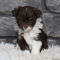 Cash/Mini Aussiedoodle									Puppy/Male																/7 Weeks,I offer a one year health guarantee. Up to date on shots and dewormings. I’m looking for a loving indoor home. Shipping options are available anywhere in the US. All Sunday calls are returned on Mondays. Thanks Jon 
