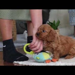 Hailey/Cavapoo									Puppy/Female														/9 Weeks,Meet the sweetest Cavapoo puppy named Hailey! She is a very adorable baby and she has already stolen our hearts with her playful personality and sweet nature. She has a beautiful, soft coat that’s perfect for cuddling, and her expressive eyes are full of curiosity and mischief. Whether she’s bouncing around in the backyard, playing with her favorite toys or snuggling up for a nap, she brings joy to each moment. She would be the perfect addition to any loving home!