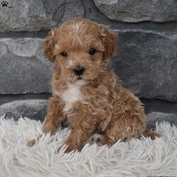 Dash/Toy Poodle									Puppy/Male																/8 Weeks,I offer a one year health guarantee. Up to date on shots and dewormings. I’m looking for a loving indoor home. Shipping options are available anywhere in the US. All Sunday calls are returned on Mondays. Thanks Jon