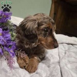 Layla/Dachshund									Puppy/Female														/January 26th, 2025,Layla is a sweet natured Dachshund puppy who can be registered with the AKC. This cutie is socialized and comes home with a 30 day health guarantee. Layla has been seen by a vet and is up to date on shots and de-wormer. She is ready to meet you, so call the Beiler family today to schedule your visit!