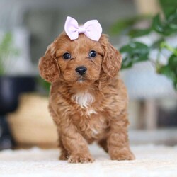 Hailey/Cavapoo									Puppy/Female														/9 Weeks,Meet the sweetest Cavapoo puppy named Hailey! She is a very adorable baby and she has already stolen our hearts with her playful personality and sweet nature. She has a beautiful, soft coat that’s perfect for cuddling, and her expressive eyes are full of curiosity and mischief. Whether she’s bouncing around in the backyard, playing with her favorite toys or snuggling up for a nap, she brings joy to each moment. She would be the perfect addition to any loving home!