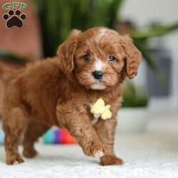 Mickey/Cavapoo									Puppy/Male																/6 Weeks,Meet Mickey, the sweetest little Cavapoo! With his luxuriously soft, wavy coat that’s irresistible to touch and deep, soulful eyes full of love and mischief, he’ll steal your heart in an instant. Whether he’s playfully bouncing around the yard or snuggling up for a cozy nap, Mickey effortlessly fits into any lifestyle. Thanks to his Poodle smarts and Cavalier devotion, he’s a quick learner who thrives on positive reinforcement. Whether mastering new tricks or simply wagging his tail in excitement at the sound of your voice, this little guy is ready to impress!