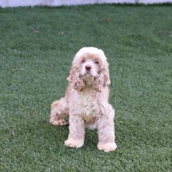 Kylie/Cockapoo									Puppy/Female														/7 Weeks,, the sweetest little companion you’ll ever have. I’m Kylie, and I would be thrilled to join your family. With my warm, sweet eyes and playful spirit, I’m sure I’ll capture your heart instantly. I’m a happy, kid-friendly puppy who loves to play and cuddle. I’ve interacted with all ages, and I have the cutest little face and the softest coat. I’m full of personality and always ready to snuggle up. I’ll bring a whole lot of puppy love to your home. I’ll come to you vet checked and up-to-date on vaccinations and deworming, and I’ll also come with a one-year health guarantee. I have multiple shipping options, so distance is no problem.