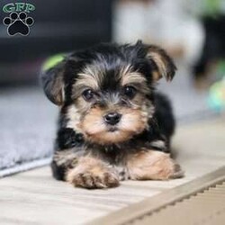 Ellie/Morkie / Yorktese									Puppy/Female														/9 Weeks,Meet Ellie she is a spirited little Morkie who doesn’t let anything hold her back. With a heart full of courage and curiosity, she’s always ready for an adventure whether it’s sniffing around, exploring new spots, or chasing her favorite toys. Her lively, playful nature is paired with a loyal streak that adds to her charm, making her as stubborn as she is sweet. 